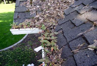 Gutters growing plants in need of cleaning